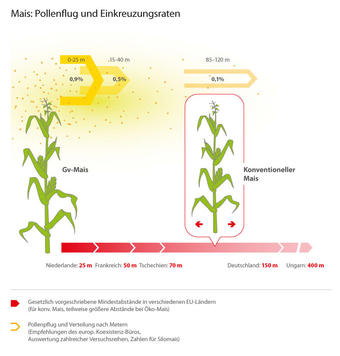 Mais: Pollenflug und Einkreuzungsrate Mais: Pollenflug und Einkreuzungsrate