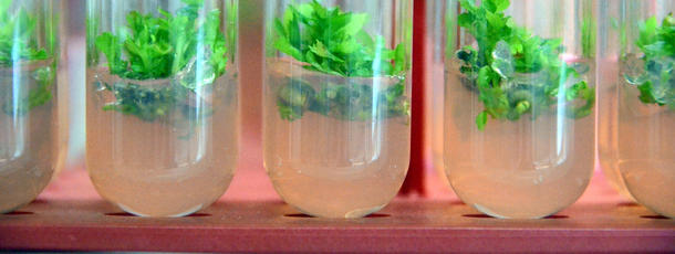 Pflanzen im Reagenzglas Pflanzen im Reagenzglas
