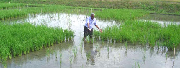 überschwemmungstoleranter Reis