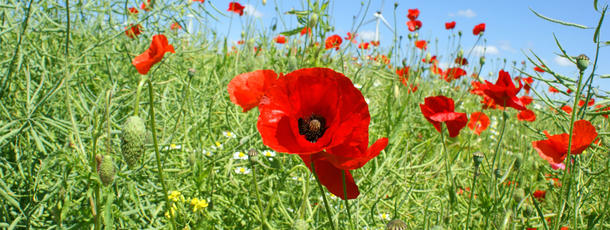 Mohn auf einem Rapsfeld