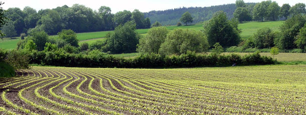 Agrarlandschaft, Maisfeld