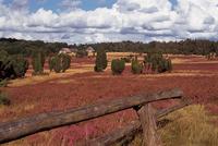 Lüneburger Heide