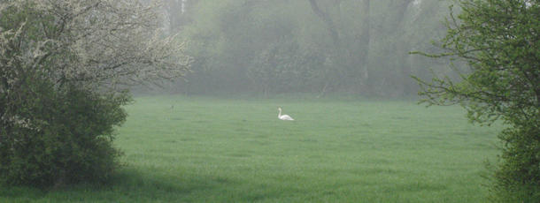 Schwan in der Morgendämmerung