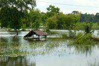 Überschwemmte Reisfelder in Thailand