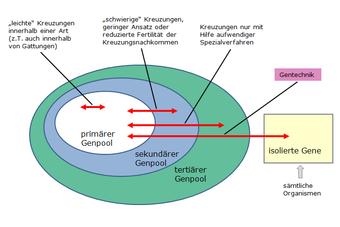 Schema Züchtungsverfahren