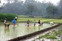 Reis-Nassanbau auf Java