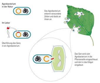 Transformation mit Agrobakterien