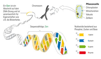 Aufbau der DNA