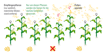 Hybridzüchtung