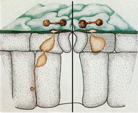 Barnase Schema