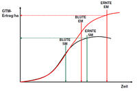 Energiemais-Wachstumsverlauf