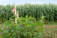 Pollenfalle und Brennnesselpflanze am Feldrand