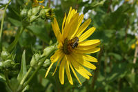 Durchwachsende Silphie, Blüte, Biene