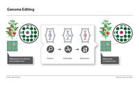 Infografik Genome Editing