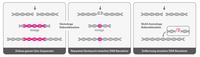 Genome Editing Rekombination