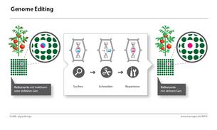 Genome Editing Infografik