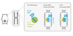 CRISPR/Cas Graphik