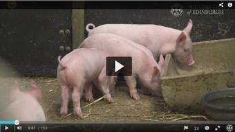 Schweine mit PRRS-Resistenz