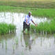 überschwemmungstoleranter Reis