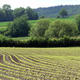 Agrarlandschaft, Maisfeld