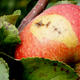 Apfelschorf, Apfelplantage Pillnitz, Titelformat